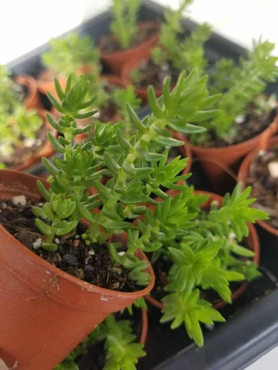 Crassula Schimperi Lizard's Tail Plant - Drought Tolerant Succulent for Full Sun Indoor & Outdoor