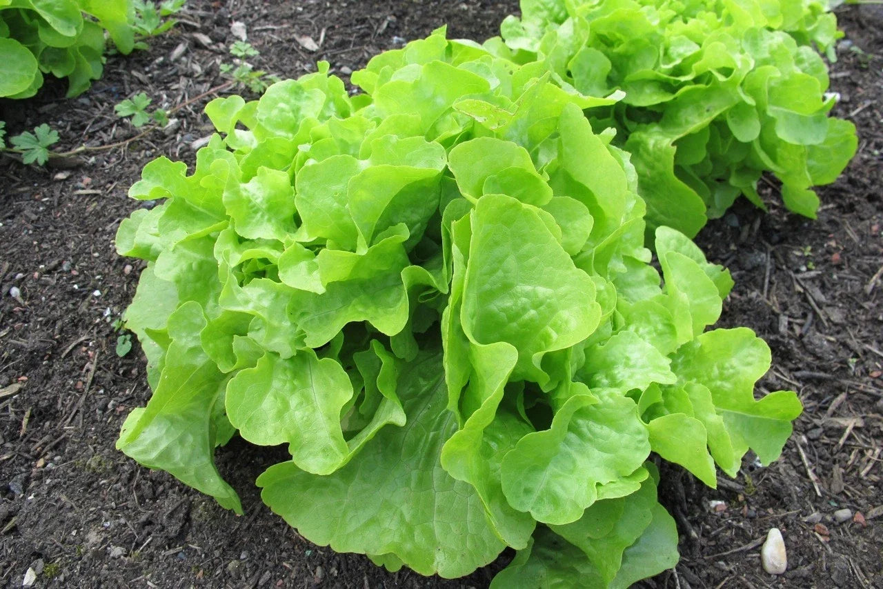 Oakleaf Leaf Lettuce Seeds - Heirloom NON-GMO Organic, Heat Tolerant, Loose-Leaf Lactuca sativa, Vegetable Garden, Free Shipping