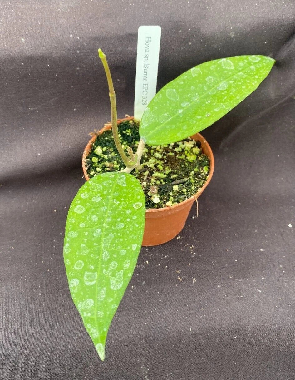 Rare Hoya sp. Burma EPC 328 Rooted Plant in 2.5" Pot, Indoor Vining Wax Plant, Low Maintenance, Unique Green Foliage