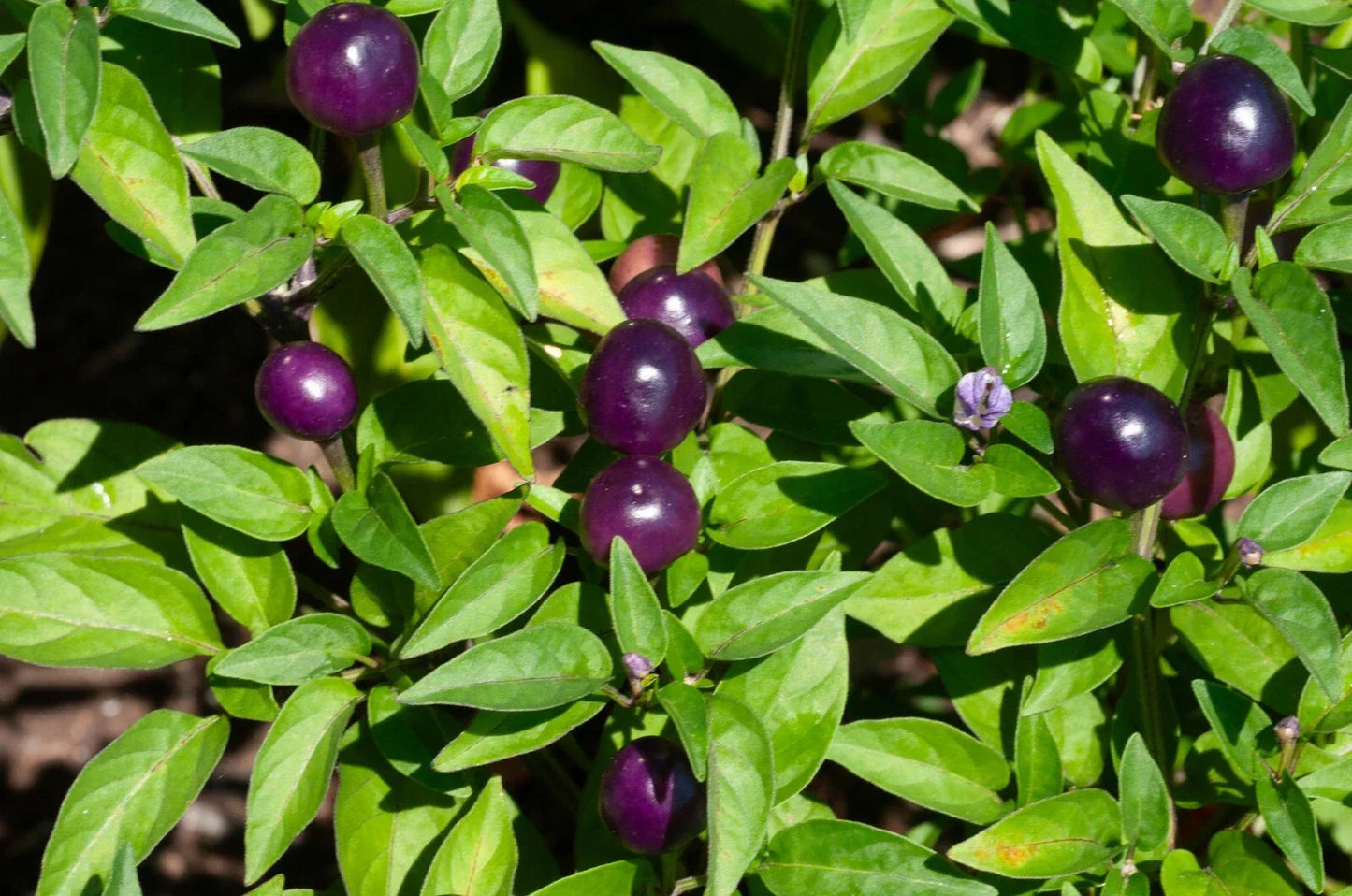 Blue Dream Pepper Bush Seeds - Filius Blue Capsicum annuum - 50+ Seeds