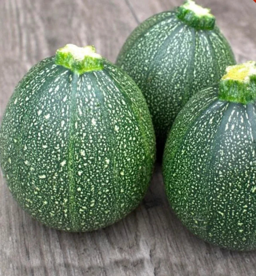 Round Zucchini Seeds - 100 Count, Summer Squash, Cucurbita pepo, Vegetable Seeds for Home Gardening