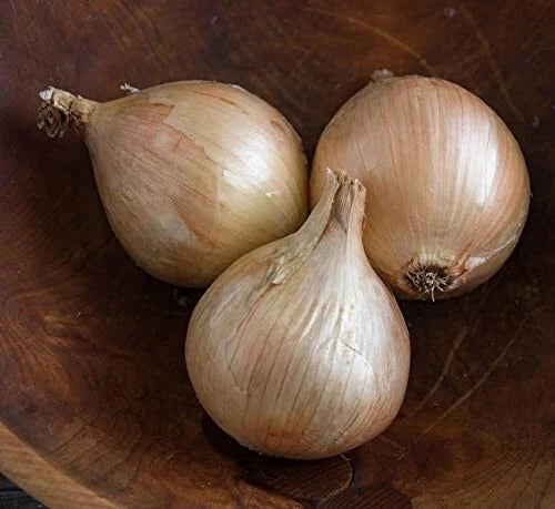 Ailsa Craig Onion Seeds - 500+ Non-GMO Heirloom Garden Seeds - Allium cepa for Cooking & Salads