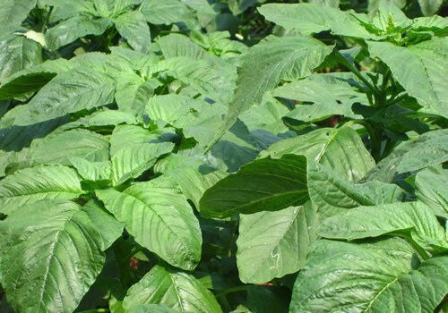 Amaranth Seeds 300 Count - Green & Red Chinese Spinach Varieties - Edible Amaranthus spp. for Garden & Cooking