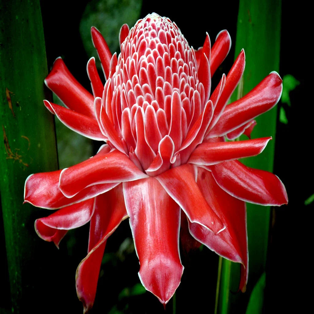 Red Torch Ginger Seeds - Etlingera elatior Tropical Flowering Plant, Rare Garden Variety, Exotic Red Flowers, 10 Seeds