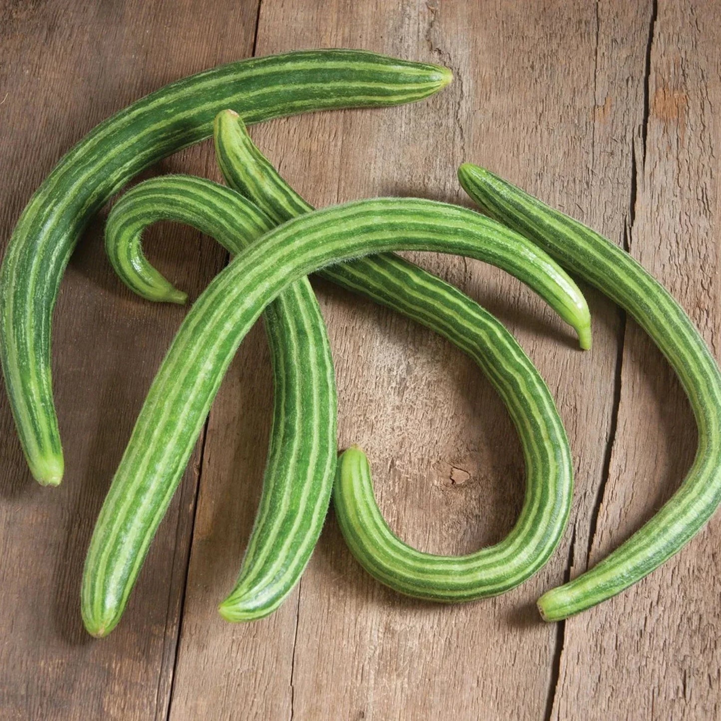 Painted Serpent Cucumber Seeds - 50+ Organic Heirloom Non-GMO Cucumis sativus