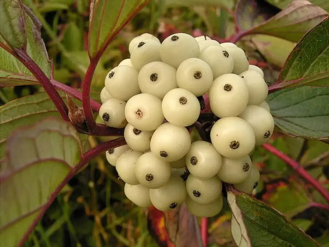 50 Siberian Dogwood Seeds for Planting - Cornus alba Tatarian Shrub, Hardy Landscape Plant, Wildlife Friendly Seeds