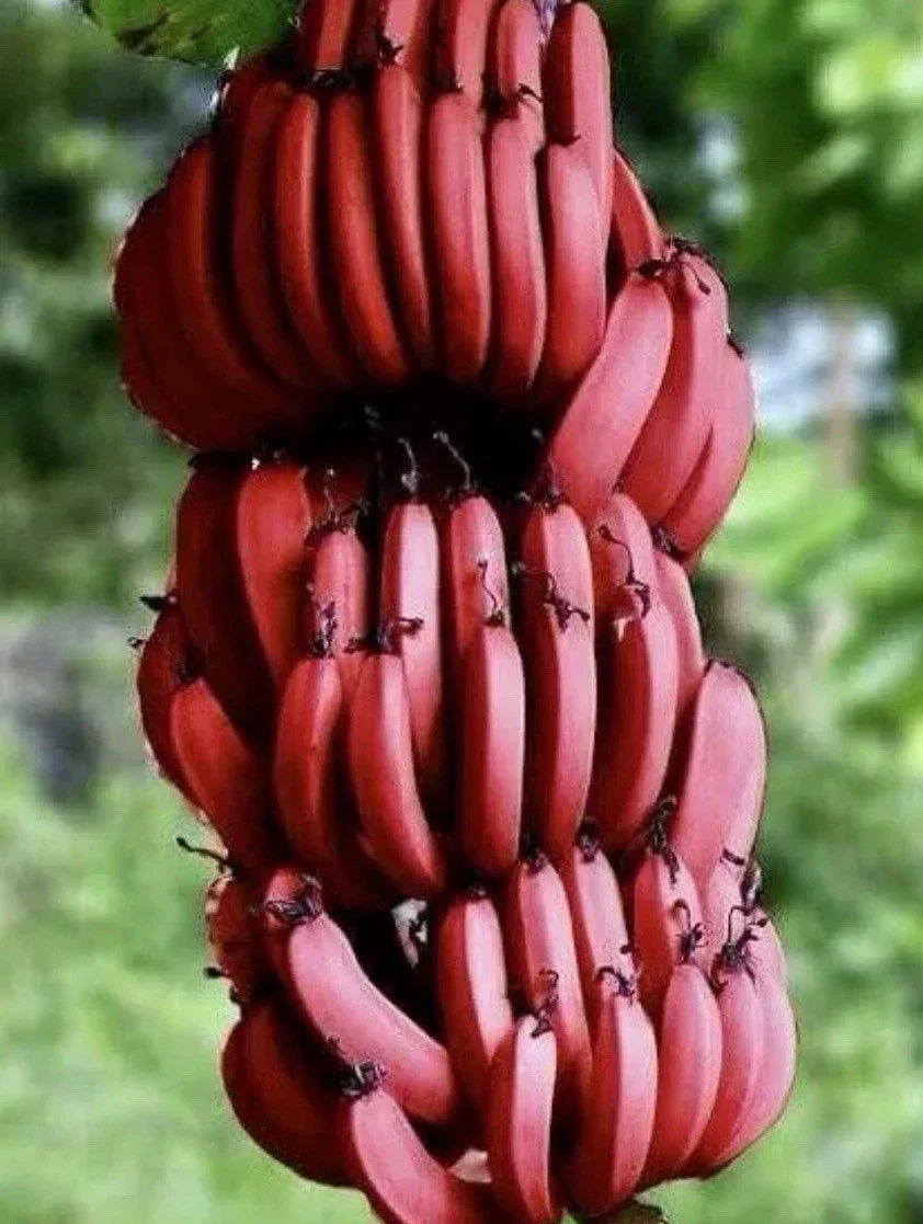 Cuban Red Banana Plant - Live Red Dacca Tropical Fruit Plant (Musa acuminata)