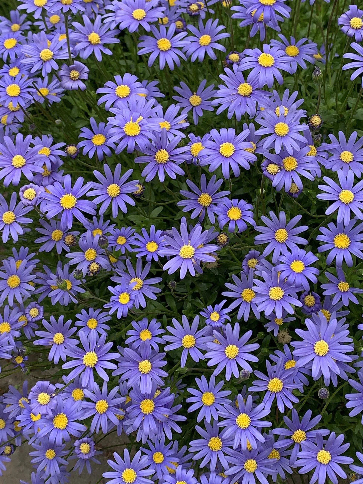 Blue Daisy Perennial Plant - Felicia Amelloids, 15” Tall, Quart Pot