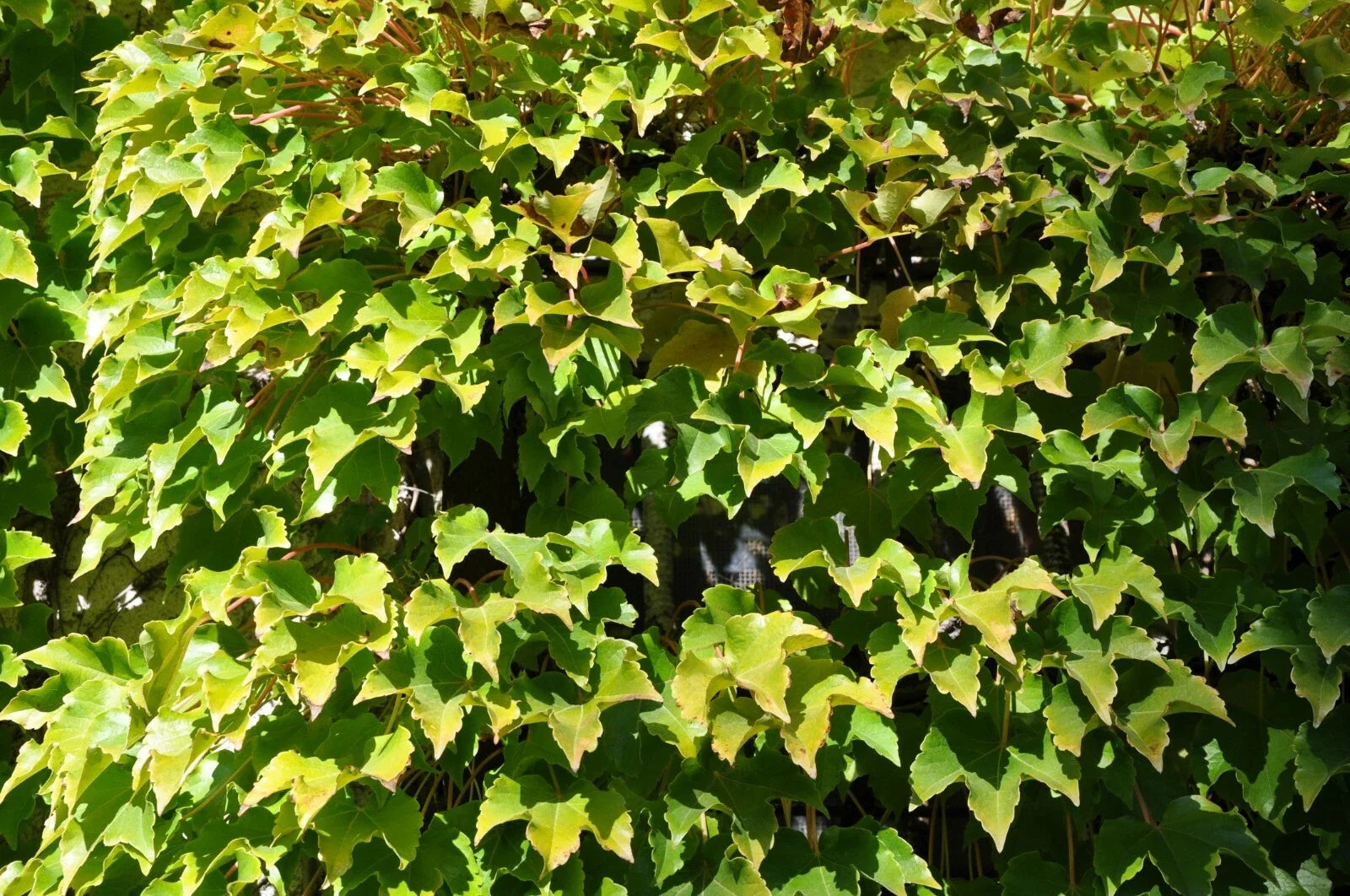 Boston Ivy Seeds, Veitchii Variety, Climbing Plant for Gardens, Parthenocissus tricuspidata, 15 Seeds