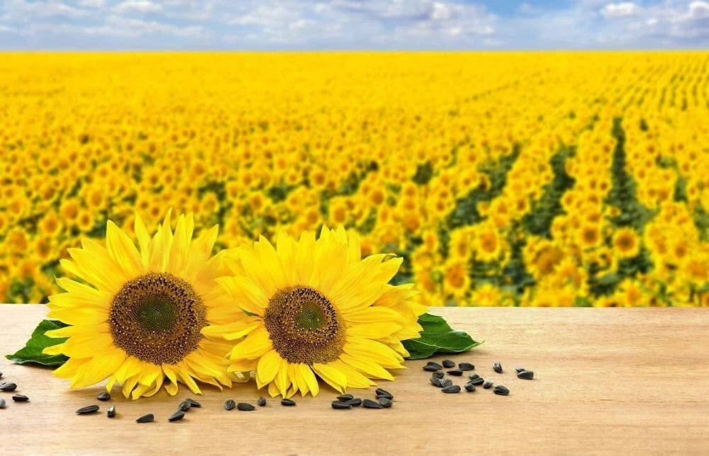 Black Oil Sunflower Seeds for Planting - 100+ Seeds, Helianthus annuus, Attract Birds, Full Sun, Made in USA