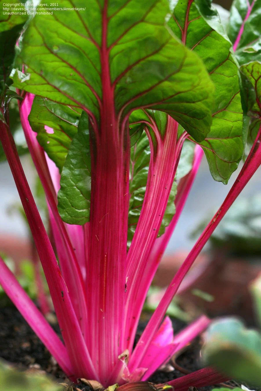 Magenta Swiss Chard Seeds NON-GMO | Colorful Salad Greens Beta vulgaris subsp. cicla