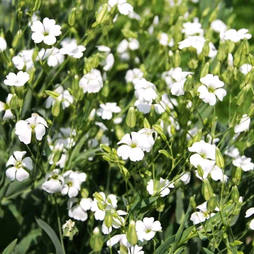 White Soapwort Seeds - Perennial Ground Cover - White Flowers - Saponaria Officinalis - Drought-Resistant, Low Maintenance