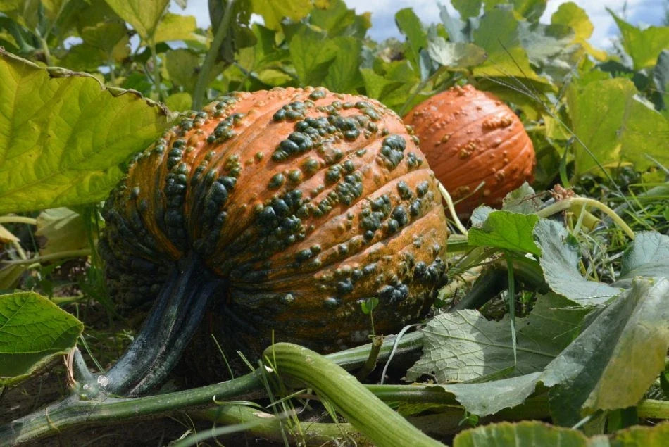 Bunch O Warts F1 Pumpkin Seeds - Decorative Warty Pumpkins for Halloween & Fall Gardens - Cucurbita pepo