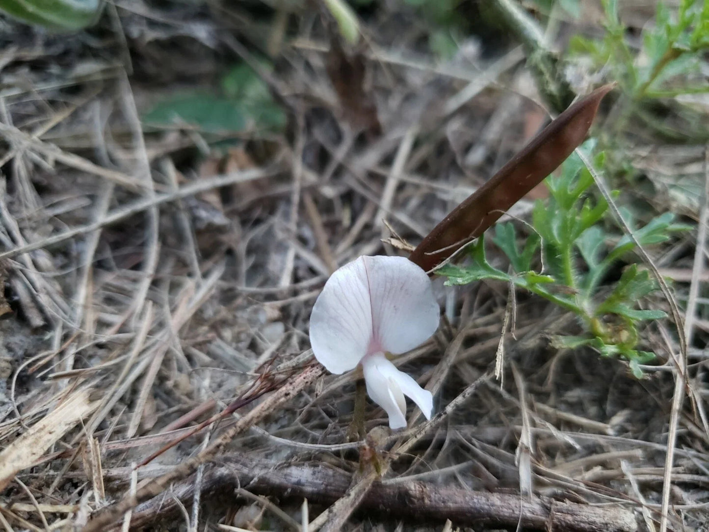 Scurf Hoarypea Seeds | Ground Cover Pack of 15+ | Yellow Flowers | Tephrosia chrysophylla | Florida Native Plant