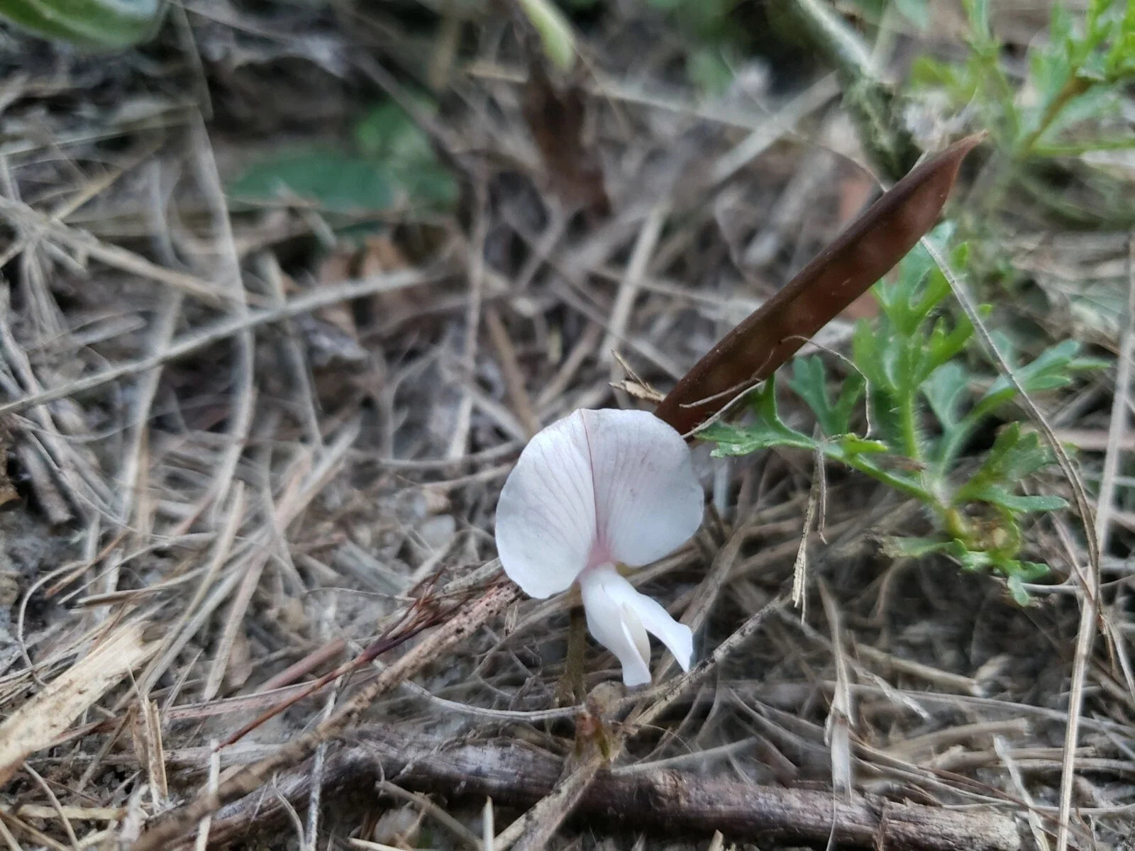 Scurf Hoarypea Seeds | Ground Cover Pack of 15+ | Yellow Flowers | Tephrosia chrysophylla | Florida Native Plant