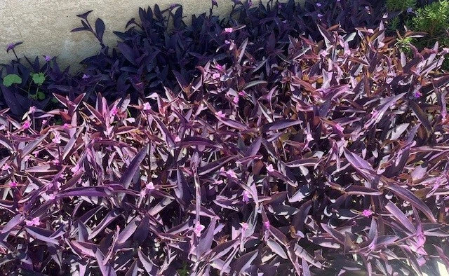 Purple Wandering Tradescantia Pallida Purpurea Live Plants - 15 Cuttings, Vibrant Purple Foliage, Easy to Grow, Indoor Outdoor Ground Cover