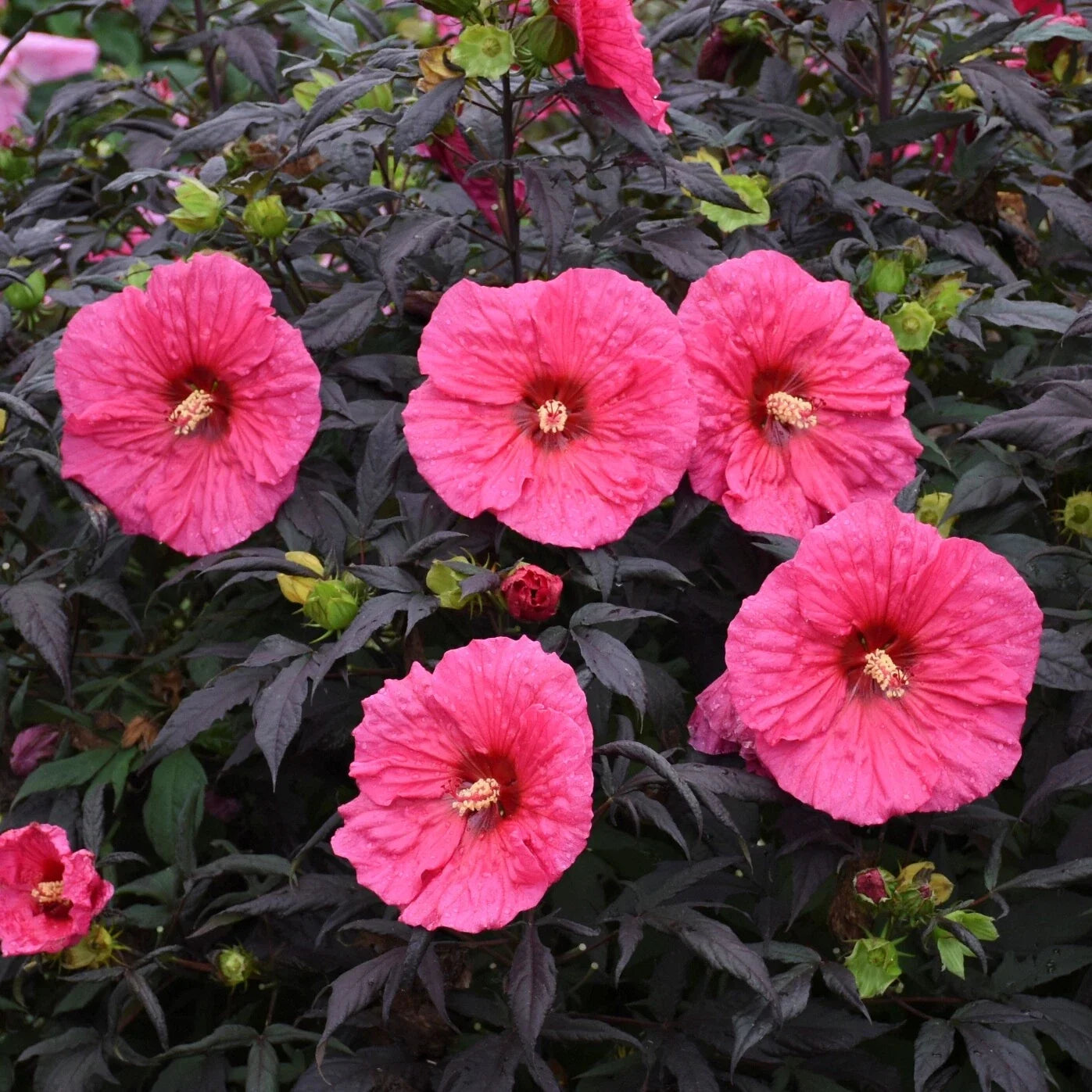 Bush Hibiscus Plant 2.5" Pot Pink Flowers Hardy Hibiscus rosa-sinensis for Garden or Container