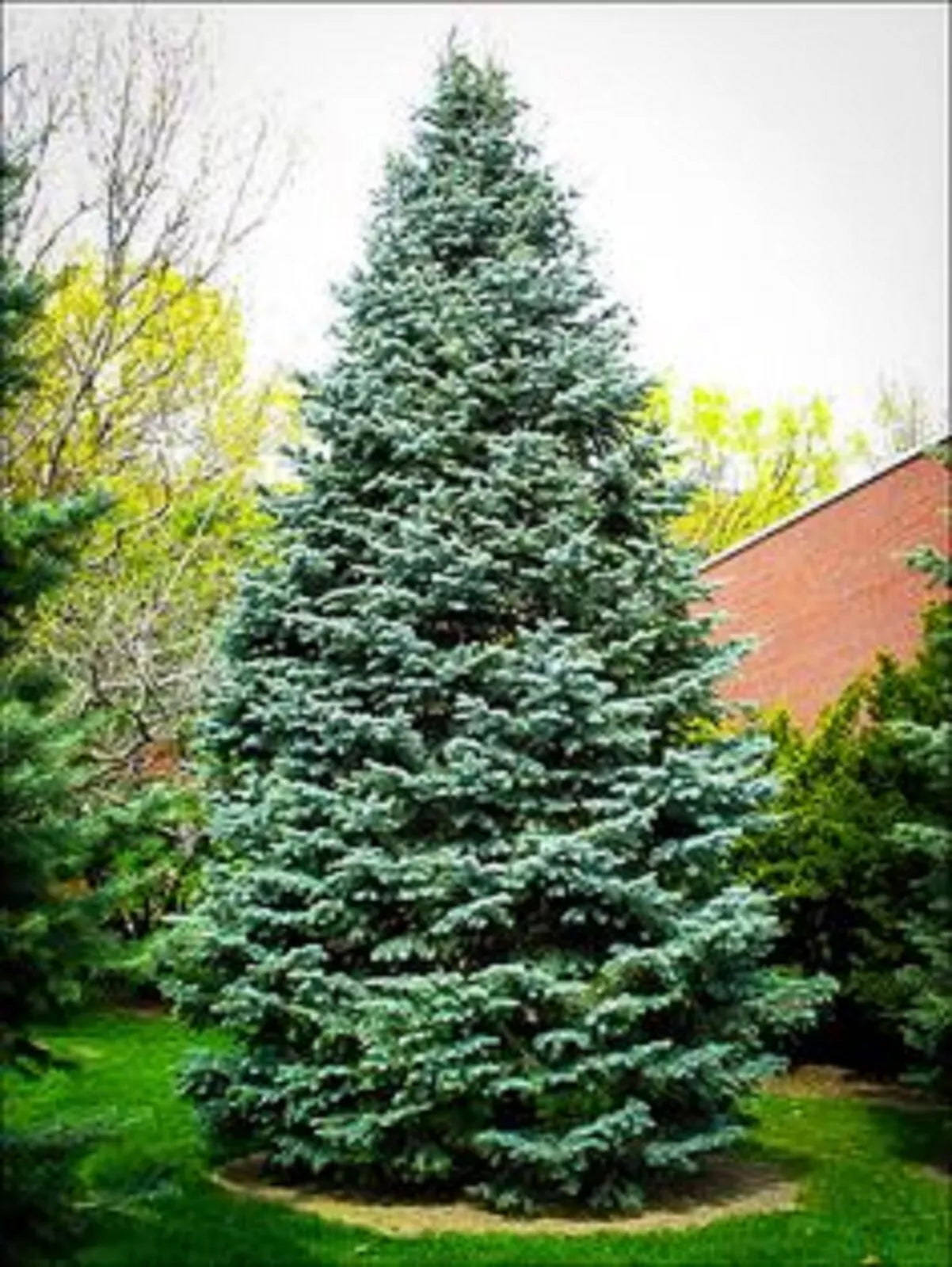 Christmas Day Spruce Seeds - 20 Pack, Blue Needle Variety, Picea meyeri, Evergreen Tree for Garden, Holiday Decor, Wildlife Habitat