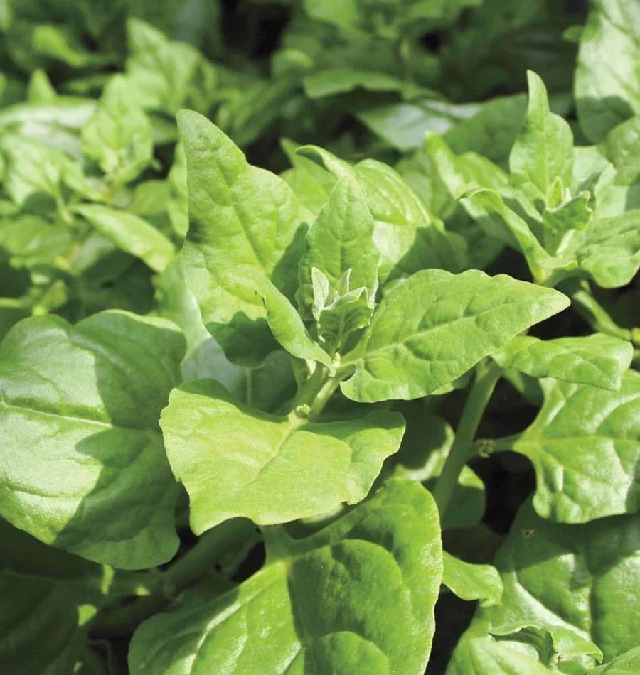 New Zealand Spinach Seeds - Bulk Tetragonia, Drought & Heat Tolerant, Open Pollinated