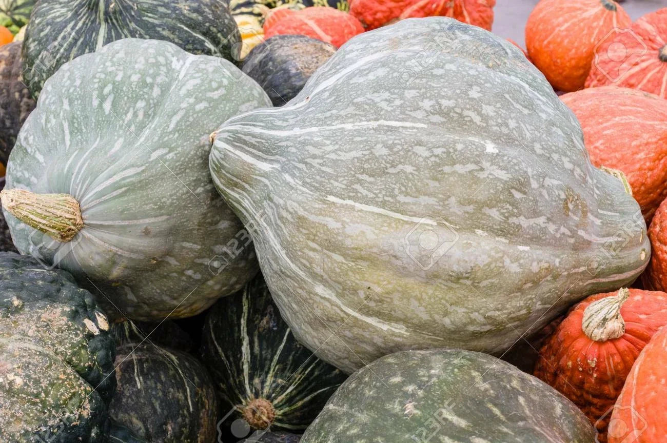 Blue Hubbard Winter Squash Seeds - Non-GMO, Cucurbita maxima, Large Blue Skin, Vining, for Fall & Winter Gardening