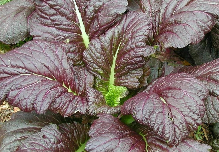 Mustard Seeds 500+ Giant Red Heat Tolerant Brassica juncea for Garden Greens