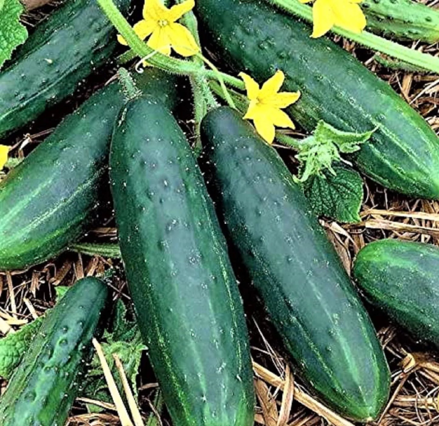 Spacemaster 80 Cucumber Seeds – Non-GMO, Compact Bush-Type Cucumis sativus for Container Gardening & Small Spaces