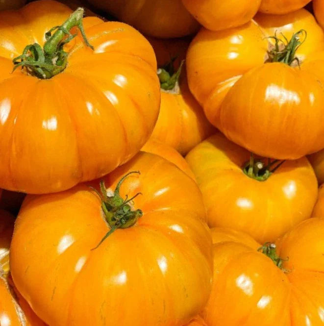 Brandywine Yellow Tomato Seeds - Indeterminate Heirloom Beefsteak, Non-GMO, 50 Pack