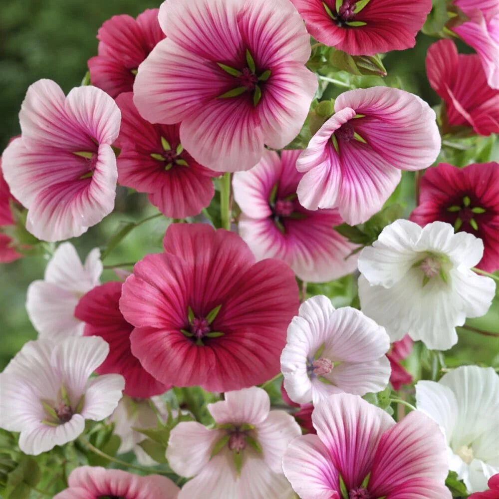 Malope Trifida Seeds - Dwarf Rose Mallow for Borders & Beds
