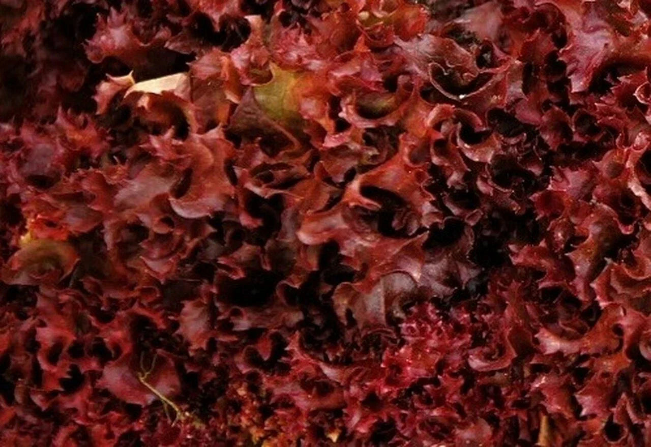 Ruby Red Lettuce Seeds - Heirloom Non-GMO Vegetable Seeds - 600+ Count USA Grown
