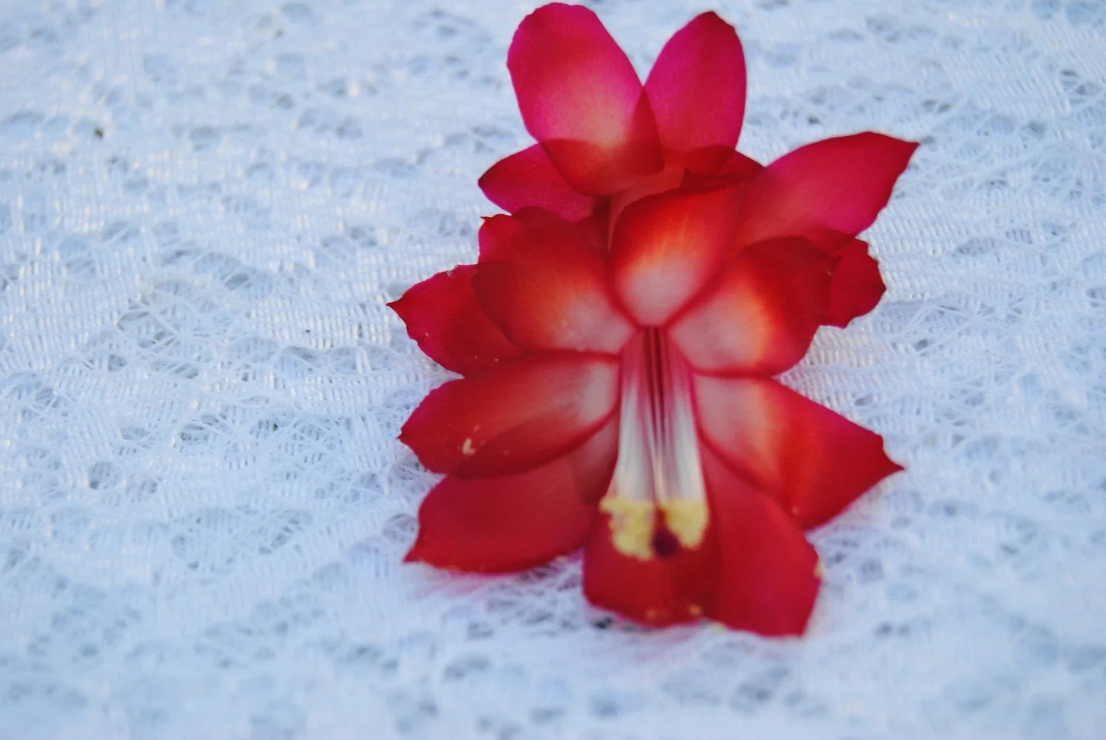 Christmas Cactus Starter Plant - Star Dust Variety in 4-Inch Pot - Schlumbergera Truncata - Vibrant Pink to Red Blooms