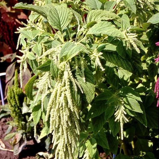 Amaranth Seeds 1000 Non-GMO Green Tails Foxtail Tasselflower Amaranthus viridis for Garden, Landscape, Edible, Ornamental