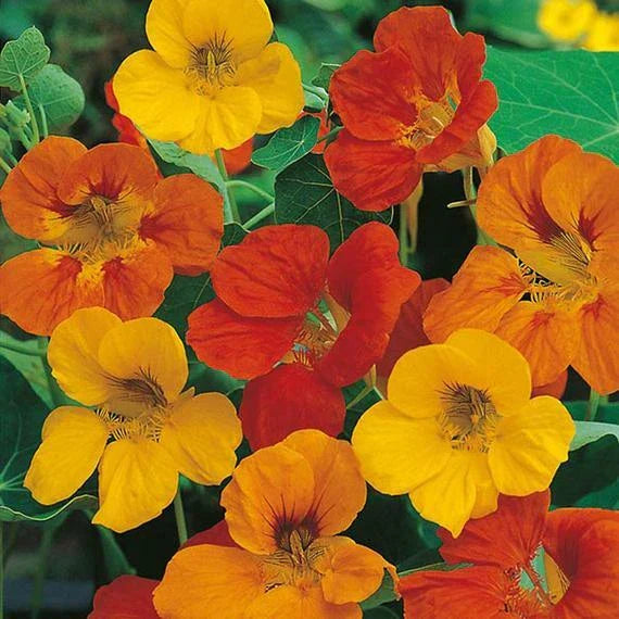 Nasturtium Seeds - 27 Tom Thumb Mix Edible Flower Seeds - Tropaeolum majus Dwarf Variety
