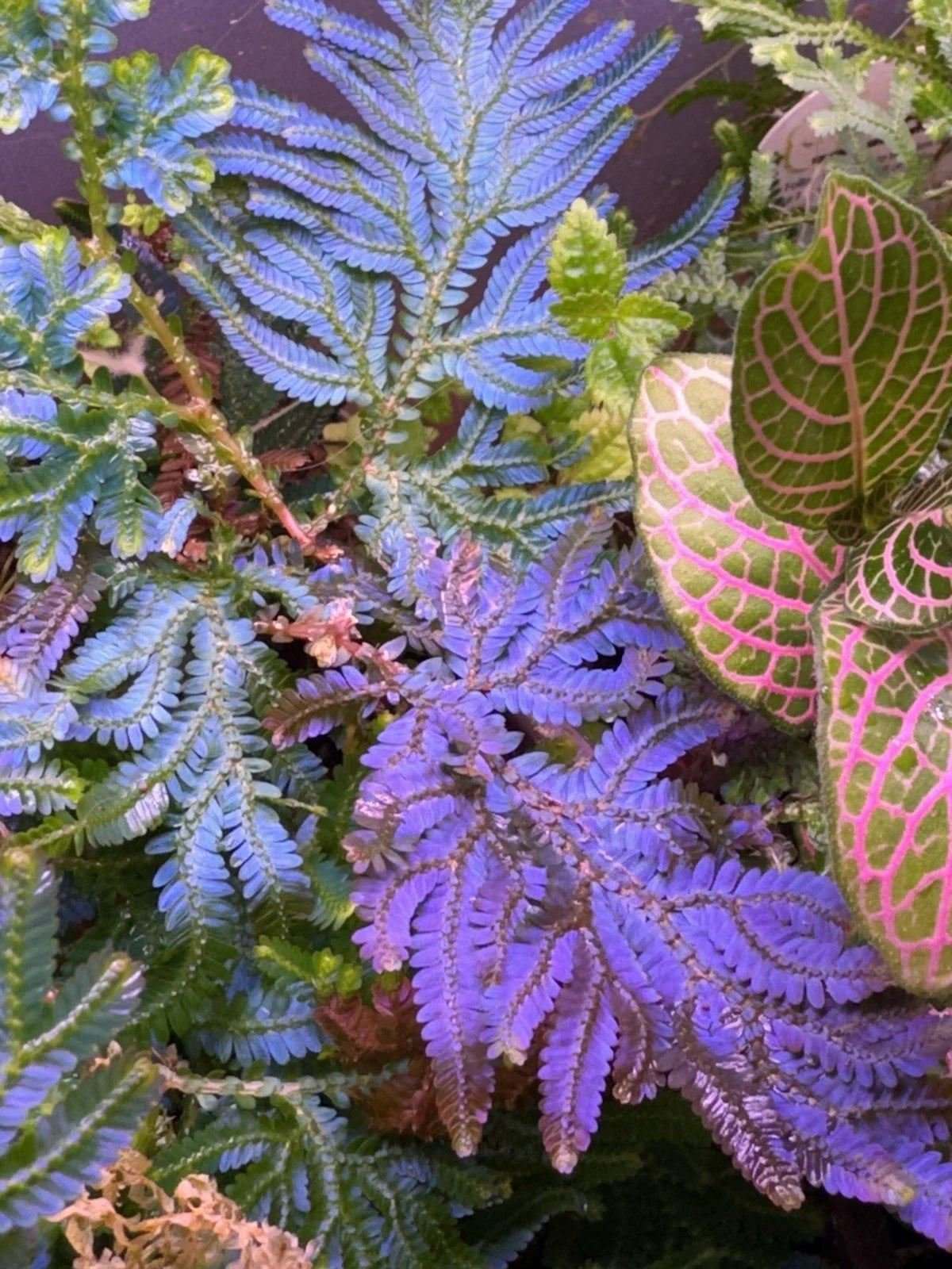 Peacock Moss Cutting Selaginella Wildenowii Blue Spikemoss Fern for Terrariums Live Plant