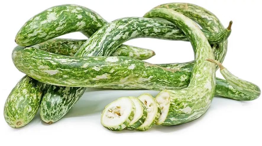 Speckled Snake Gourd Seeds - Pack of 10, Exotic 3 Foot Long Vining Gourds, Trichosanthes cucumerina, Ornamental & Culinary