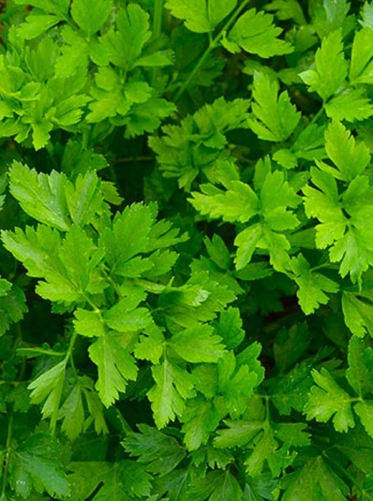 Giant of Italy Parsley Seeds – Non-GMO Herb Seeds for Gardening, Petroselinum crispum, Culinary Herb, 500+ Seeds Pack