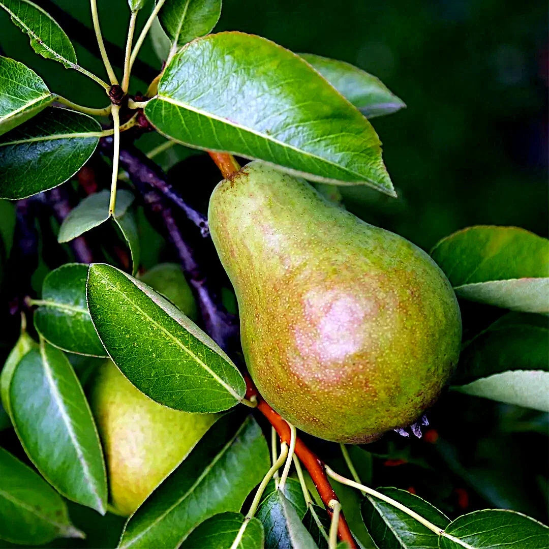 European Pear Tree Seeds - Pyrus Communis, Fruit Tree Seeds for Garden, Hardy, Fast Growing, Juicy Pears, Ornamental Spring Flowers