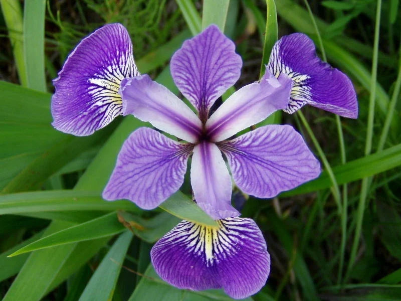 Louisiana Blue Flag Iris Plant - Aquatic Marginal Water Garden Plant - Iris virginica - Blue-Violet Flowers