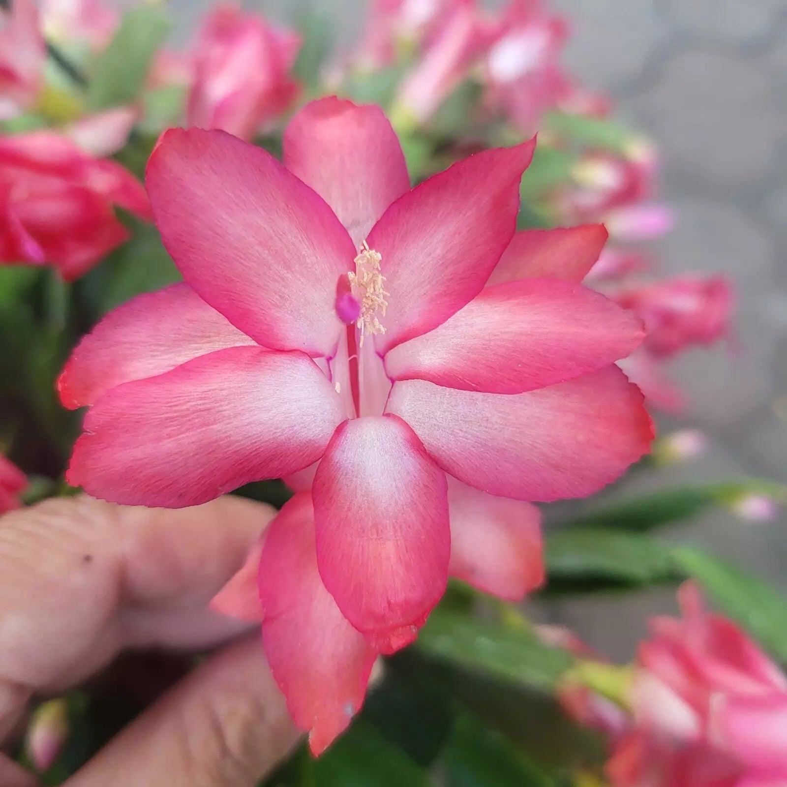 Jungle Holiday Cactus Cuttings 3-Pack Schlumbergera truncata Indoor Plant Propagation, Zygocactus