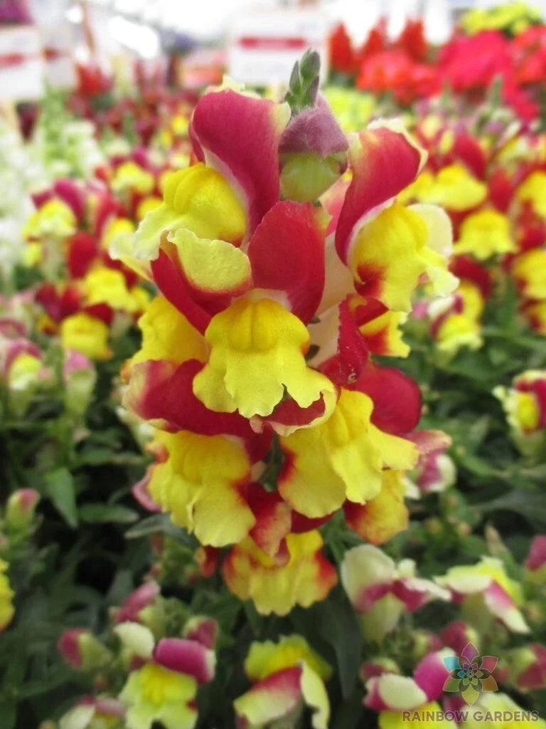 Snapdragon Seeds - 1000+ Snappy Red Yellow Antirrhinum majus Flower Seeds for Garden, Full Sun, Annual