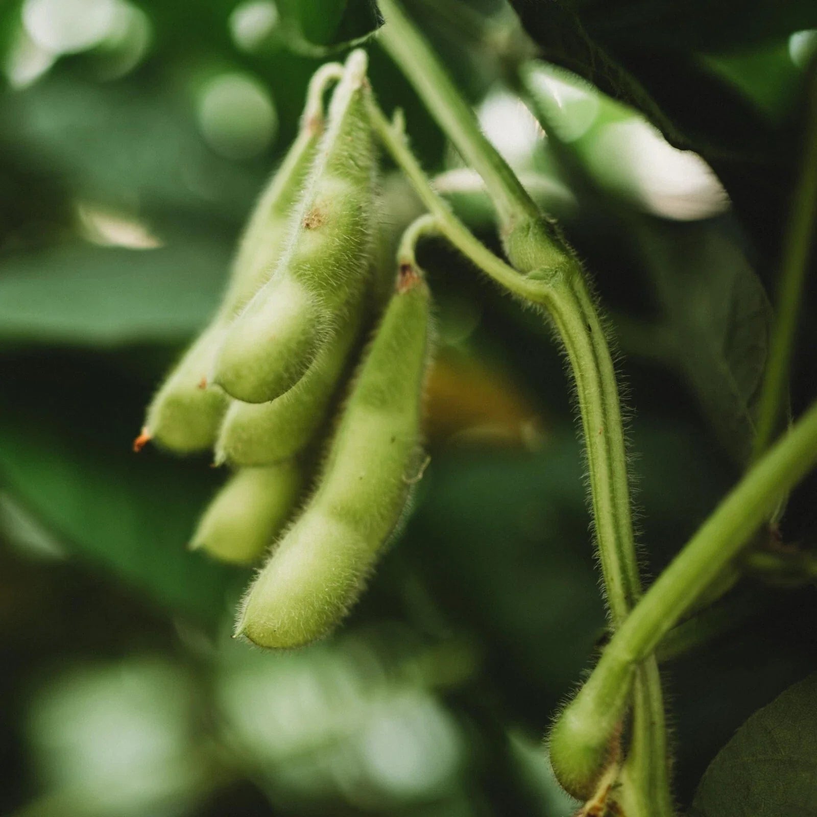 BeSweet Edamame Seeds - Non-GMO Green Soybean, Bush-Type, Glycine Max, Compact Growth, Pack of 100 Seeds