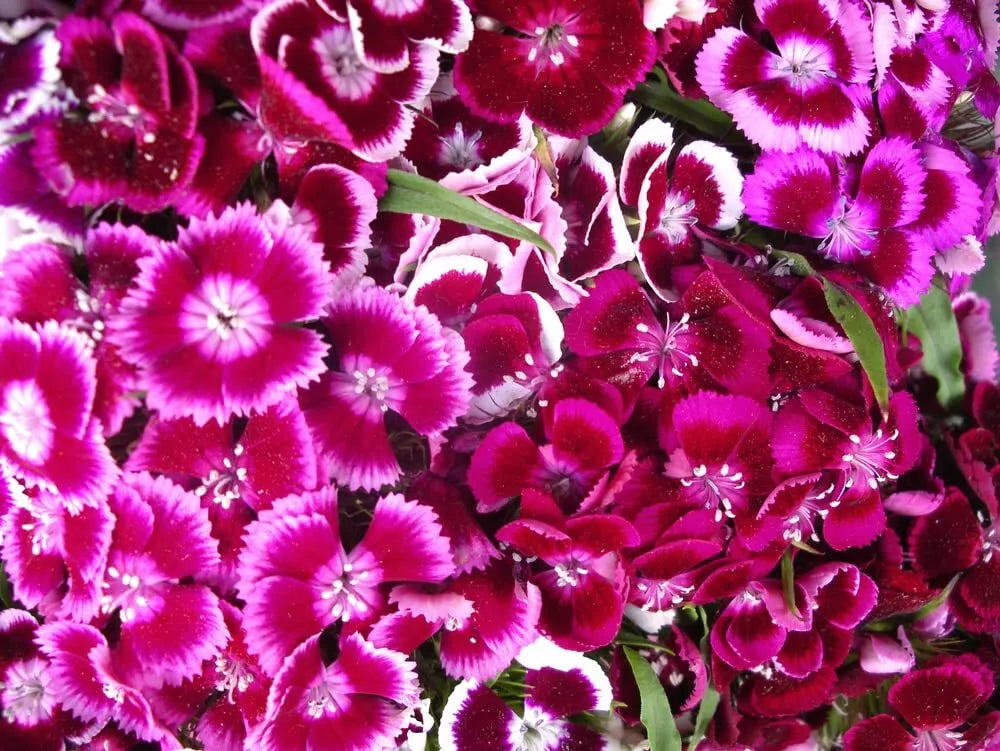 Sweet William Flower Seeds 1,000+ Count Single Mix Dianthus barbatus Old-Fashioned Garden Flowers