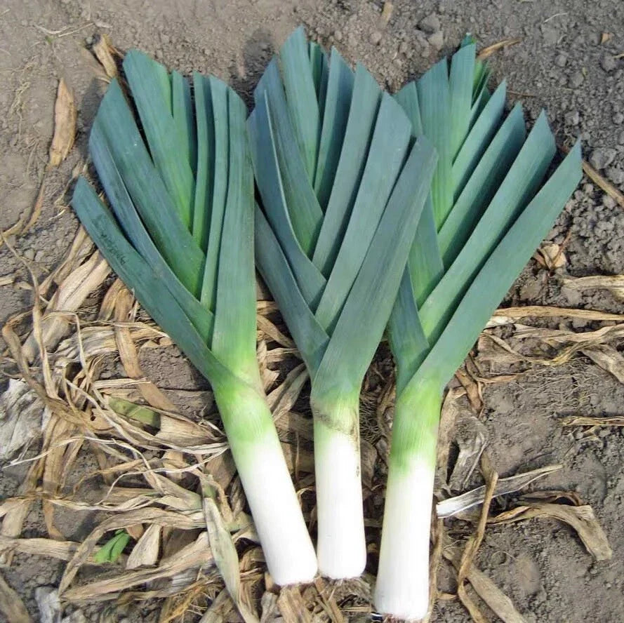 American Flag Leek Seeds - 40,000 Non-GMO Heirloom Cold Hardy Allium ampeloprasum Bulk Seeds
