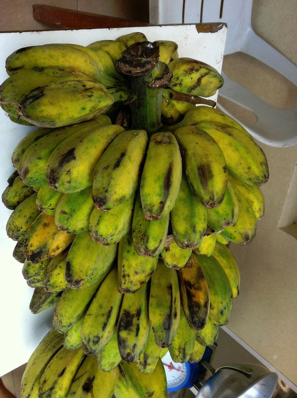 Plantain Banana Tree - Young Plant - Musa acuminata - Tropical Garden Shade Tree