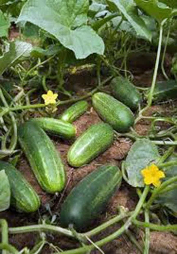 Cucumber Seeds Pack of 50 - Heirloom Marketer Variety Cucumis sativus Non-GMO Garden Vegetable Seeds