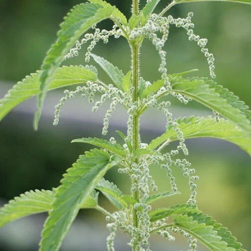 Bare Root Stinging Nettle Plants - Organic Urtica dioica for Tea & Medicinal Use