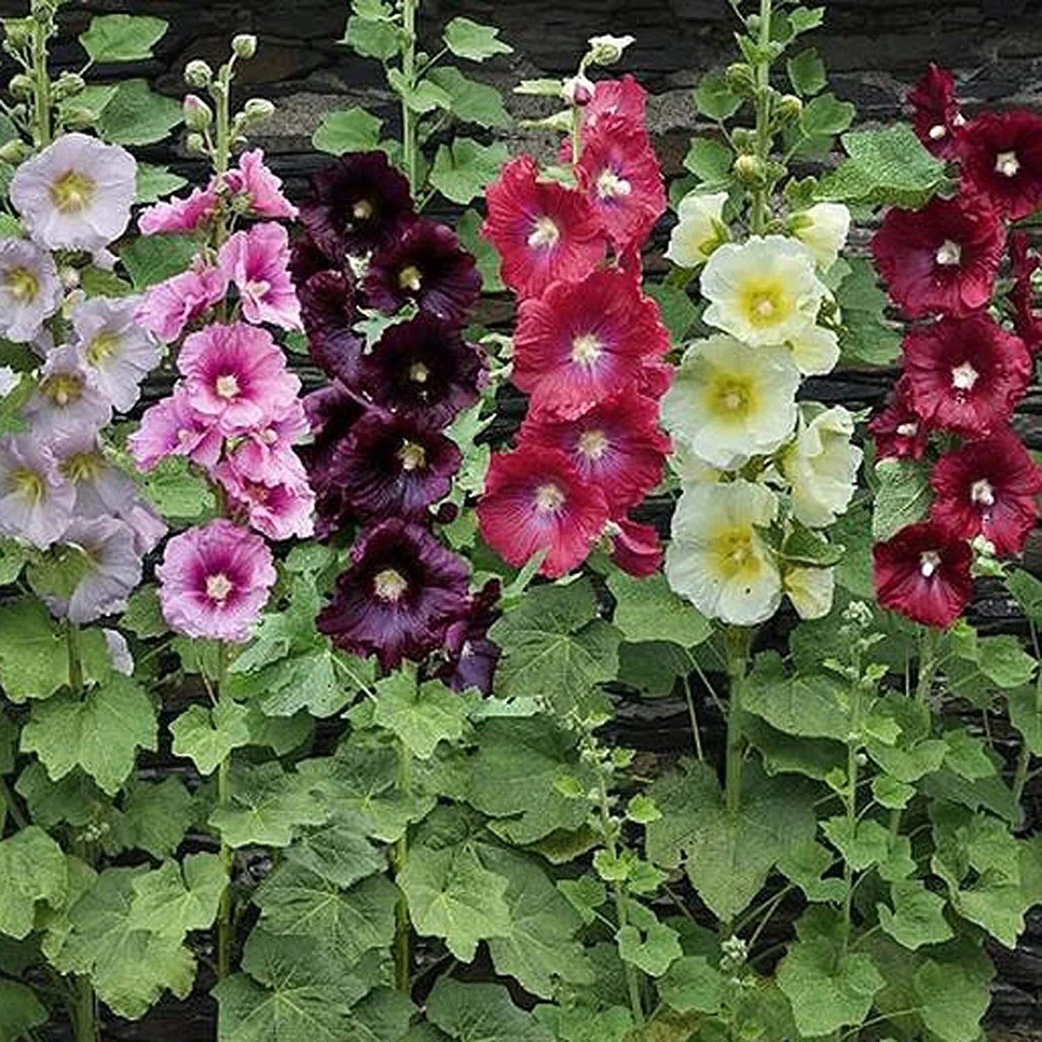 Hollyhock Seeds Mixed Colors 250+ Alcea rosea Flower Seeds for Garden, Borders & Cut Flowers