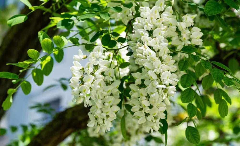 Black Locust Tree Seeds - 30 Pack for Planting & Landscaping - Robinia pseudoacacia, Fast-Growing Deciduous Tree Seeds