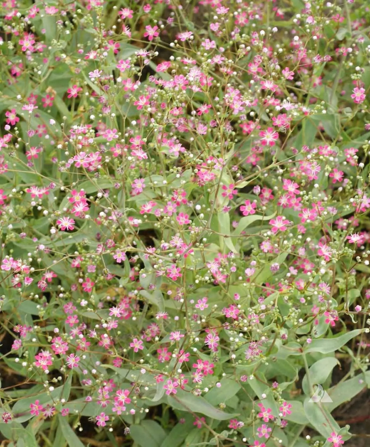 Carmine Baby's Breath Seeds 500+ | Gypsophila elegans | Annual Flower for Gardens & Bouquets
