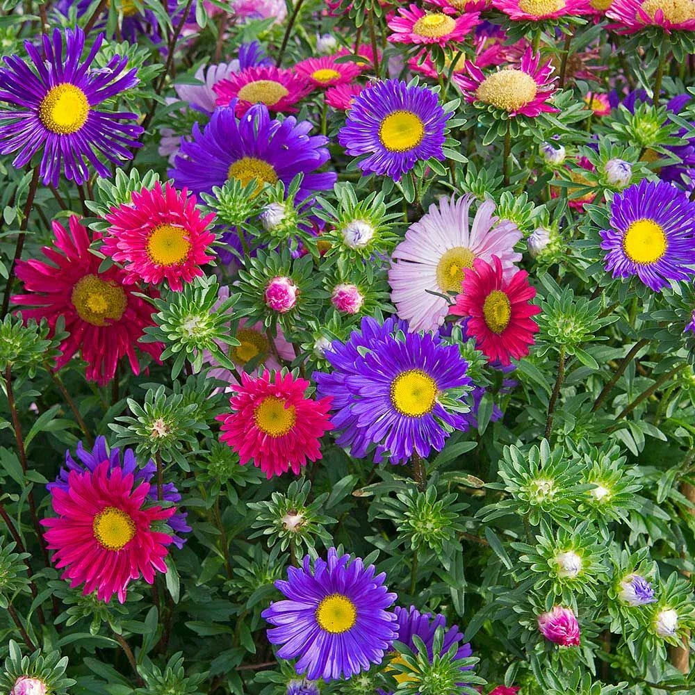 China Aster Seeds Single Mix - Callistephus chinensis Daisy-Like Flowers