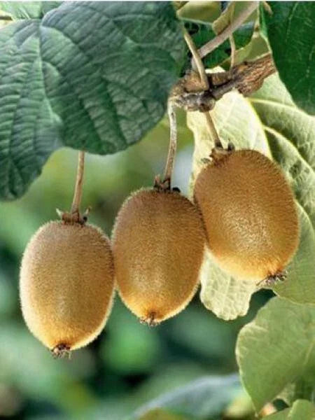 Kiwi Fruit Seeds - Actinidia chinensis - 120 to 5000 Seeds - Green Vine